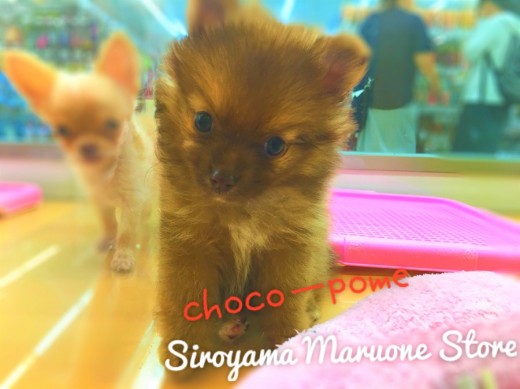 【チョコポメラニアン】新ジャンル！？「激カワスイーツ系」のプリティーガールがやってきた！：ペッツワン城山店ピックアップベイビー！No.118158