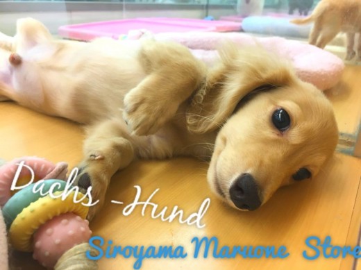 【ミニチュア・ダックスフント】:我が家のアイドル間違い無し!?最強クラスに懐っこいダックスくん:ペッツワン城山店オススメベイビー!No.118147