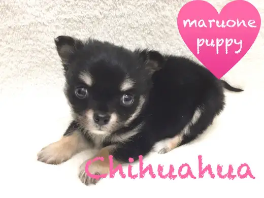 【チワワ】尻尾フリフリ超キュート!手のひらサイズの女の子!:下丸子店PickupベイビーNo.116222