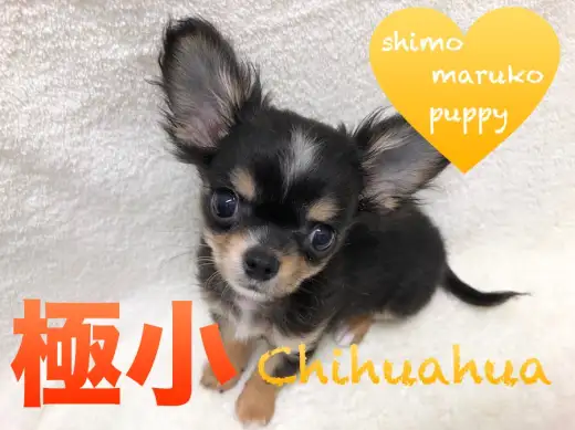 【チワワ】身体は極小サイズでも元気は特大!!!下丸子店オススメベイビーNo.116232