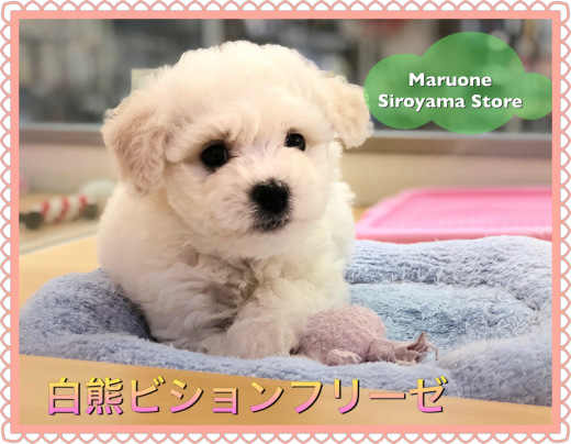【白熊ビション】世界一可愛らしい希少犬種!ビションフリーゼの登場です♡:ペットショップ|ペッツワン城山店|オススメ子犬情報|NO.118242(神奈川県相模原市)