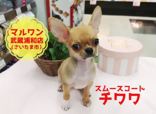 【 スムース チワワ 】この夏はスムージーよりも”スムーチー”!小さめボディな涼しめベイビー!:マルワン武蔵浦和店(さいたま市)|子犬情報!No.412697