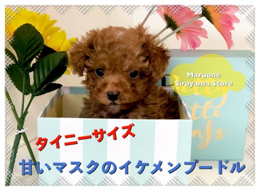 【 タイニーサイズ トイプードル 】生後60日で535g!!極小プードルでお探しならこの子で決まり!ペッツワン城山店NO.118287