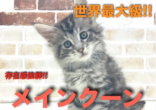 【 メインクーン 】存在感抜群!! 猫種最大級サイズ! 世界一の猫!!