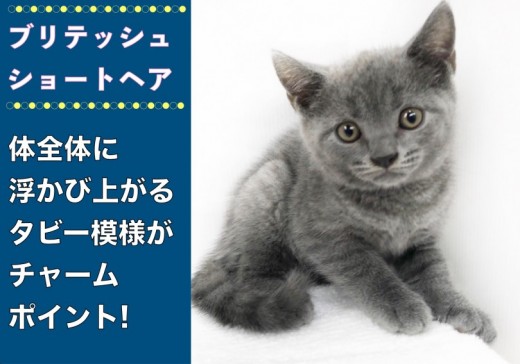 【 ブリティッシュショートヘア 】丸顔がキュート!浮かび上がるタビー模様が魅惑的!