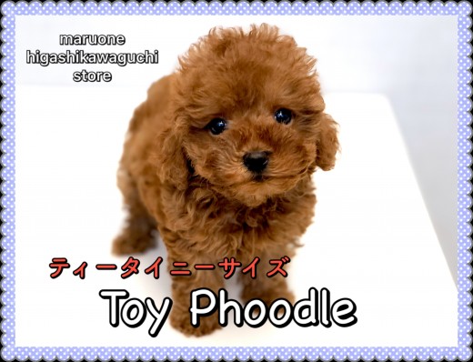 【トイ・プードル】ティータイニーサイズ♪そのサイズは生後74日で驚きの578g！