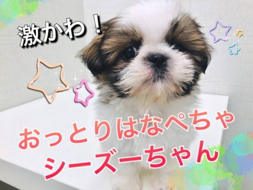 【 シーズー 】あなたに最高の癒しをプレゼント！おっとりはなぺちゃシーちゃん♪