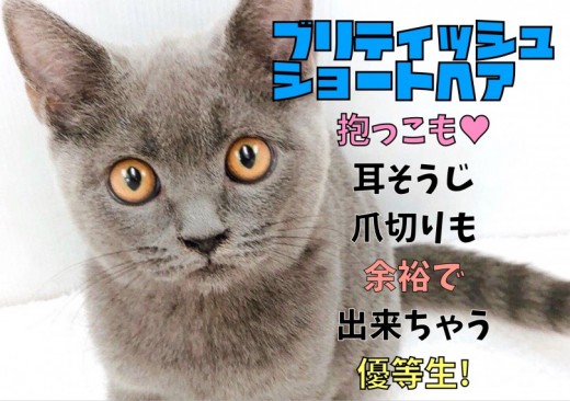 【 ブリティッシュショートヘア 】抱っこも耳そうじも爪切りも余裕の優等生!