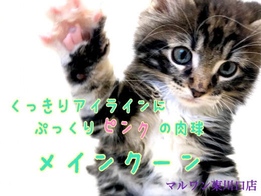 【 メインクーン 】くっきりお目目にぷっくり肉球のイケメンくん！