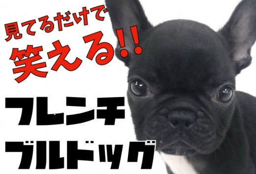 【 フレンチブルドッグ 】見ているだけで笑える!ブヒブヒ界のイケメン!