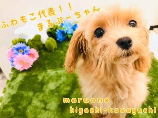 【 MIX犬 】寛大な心をもった小さな甘えんぼさん♪