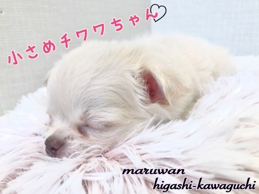【 チワワ 】川口市のお姫様！お昼寝大好きな超が付くほどのおりこうさん！