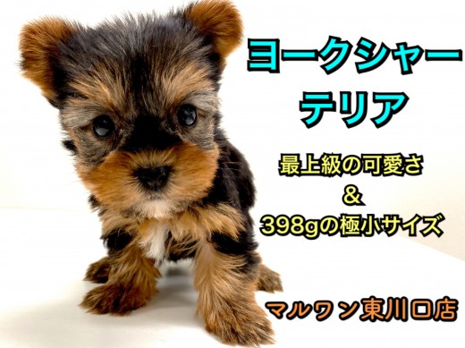 【 ヨークシャーテリア 】小さめ・アイドルフェイス・極上の被毛！三拍子ヨーキー♪