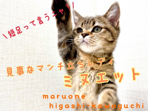 【 ミヌエット 】短足フェチ・ペルシャ好きの方必見！かくれんぼ大好きにゃんこ♡