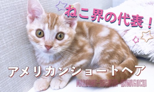 【 アメリカンショートヘア 】ねこ界の代表！！優しい色合いのイケメンにゃんこ