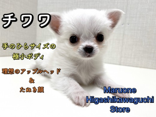 【 チワワ 】手にのっちゃう極小サイズ！お鼻短め白たぬきっチワワ♪