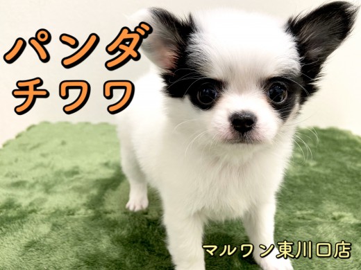 【 チワワ 】一度でも見たら引き込まれる超個性！衝撃のパンダ柄チワワ♪
