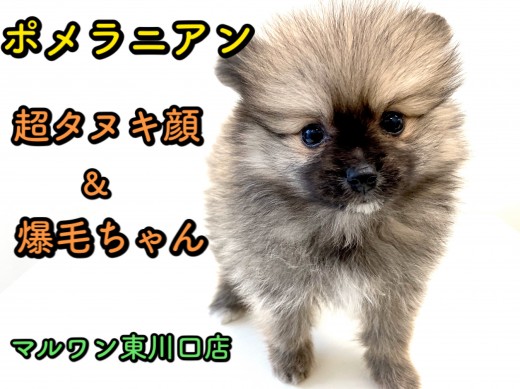 【 ポメラニアン 】ポメ好きは見逃し厳禁！超たぬき顔ポメラニアンがやってきた♪