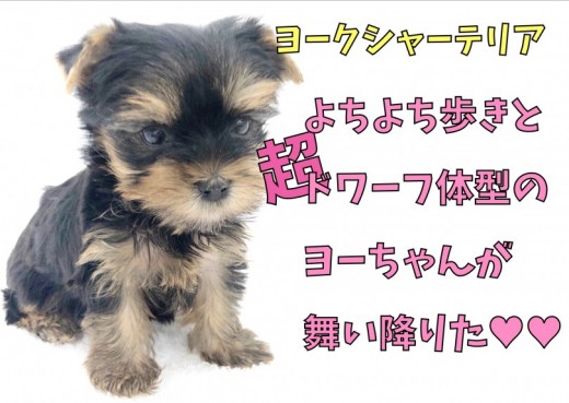 【 ヨークシャーテリア 】よちよち歩きと超ードワーフ体型のヨーちゃんが舞い降りた