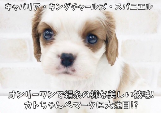 【 キャバリア 】オンリーワンで絹糸の様な美しい被毛!カトちゃんペ印に大注目!