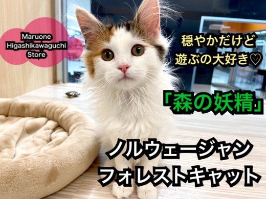 【 ノルウェージャン 】穏やかだけど遊ぶの大好き！美しい被毛を持った森の妖精！