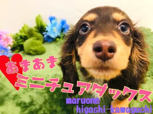 【 ミニチュアダックスフント 】超甘々ダックスくん！グレーの瞳に釘付け！