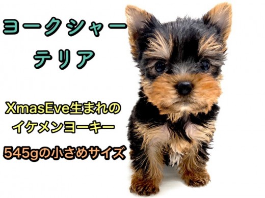 【 ヨークシャーテリア 】545gの小さめサイズ！聖夜に生まれた手乗りヨーキー♪