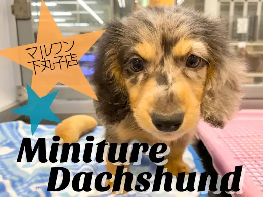 【 ミニチュアダックスフント 】人懐っこくて元気いっぱいな珍カラーのダックス!