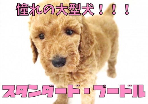 【 スタンダード・プードル 】待望の大型犬!スタンプーが大倉山店にやってきた!