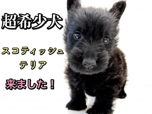 【 スコティッシュテリア 】マルワン5年ぶりの登場の超希少犬種！！