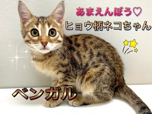 【 ベンガル 】見た目とのギャップにイチコロ！甘えん坊ヒョウ柄にゃんこ！