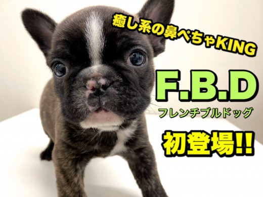 【 フレンチブルドッグ 】オンリーワンのブリンドル！癒し系の鼻ぺちゃキング！