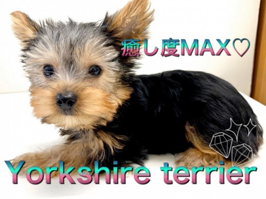 【 ヨークシャーテリア 】お顔立ち完璧！癒し系ヨーキーくん登場！！