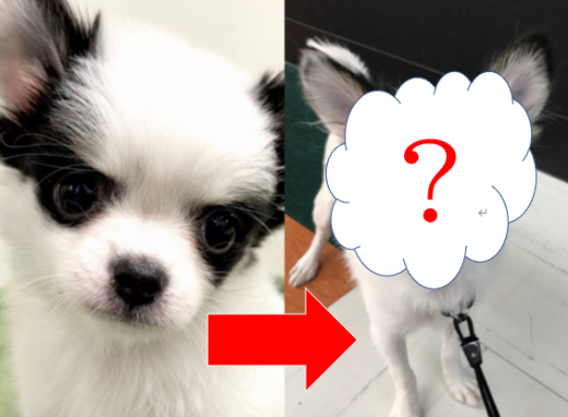 【 チワワ 】セカンドレビュー！パンダチワワちゃんの現在の姿とは！？