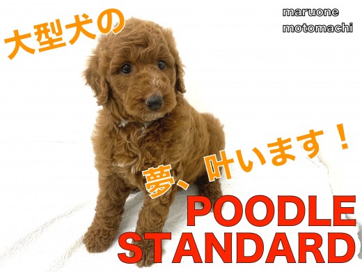 【 スタンダードプードル 】大型犬の夢叶います!抱きしめたくなること必至!