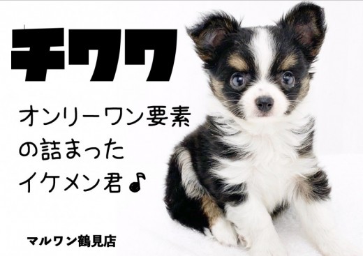 【 チワワ 】オンリーワン要素の詰まった小さめサイズのブラックタン&ホワイト!