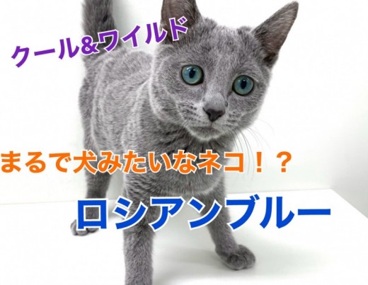 【 ロシアンブルー 】まるで犬のようなネコ！？クール＆ワイルドにゃんこ！