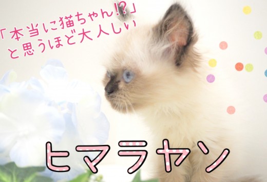 【 ヒマラヤン 】ねこちゃん初心者必見！飼いやすさ間違いなし！