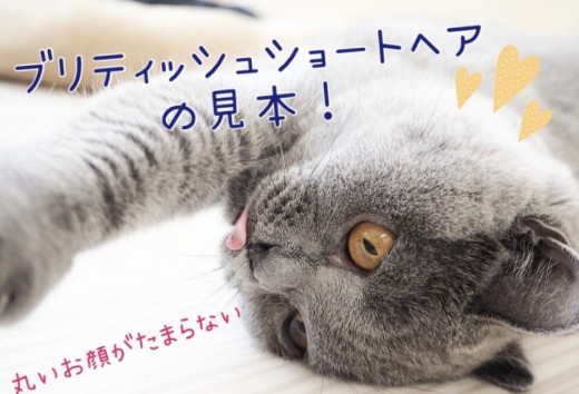 【 ブリティッシュショートヘア 】ICCグランドチャンピオン直子登場！