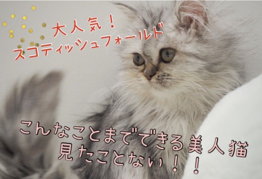【 スコティッシュフォールド 】大人気！希少な長毛スコティッシュをご紹介！