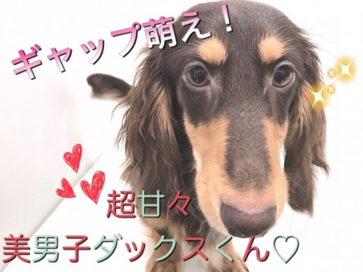 【 ミニチュアダックスフント 】超甘々イケメンくんのセカンドレビュー！