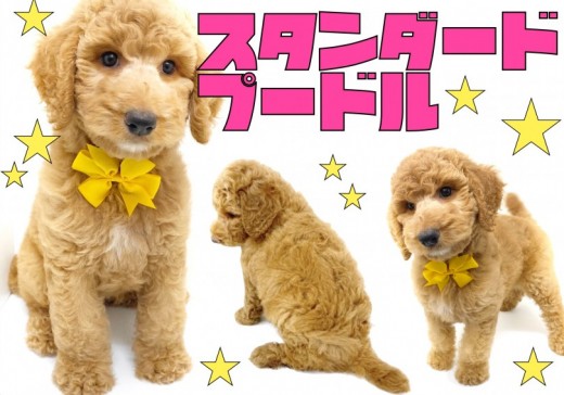 【 スタンダード・プードル 】アクティブな夏を一緒に過ごそう♪憧れの大型犬!