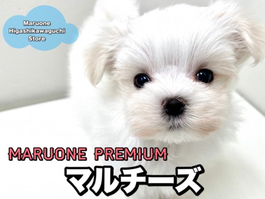 【 マルチーズ 】小さめ・美形・毛量多めのプレミアムマルチーズ！！