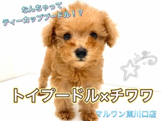 【 MIX犬 】9割トイプードル！？チワワ×トイプーの大人気MIX犬が登場♪