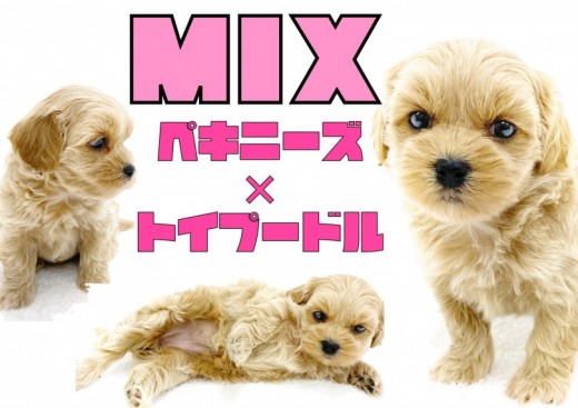 【 MIX 】ムッとした表情が癖になる!!珍しいハイブリッド!ペキプーちゃん!!