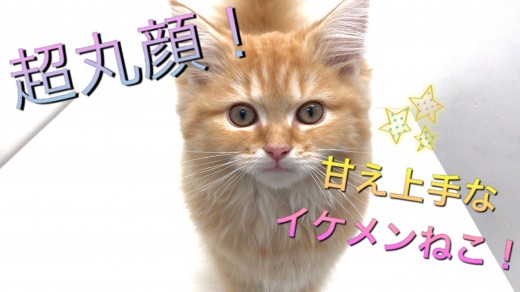 【 ラガマフィン 】超丸顔！！甘え上手なイケメンねこ！