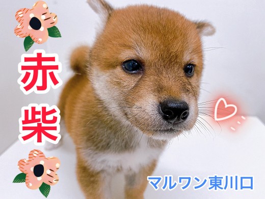【 柴犬 】マズル短めのクマ顔赤柴！お手入れの様子も公開！！