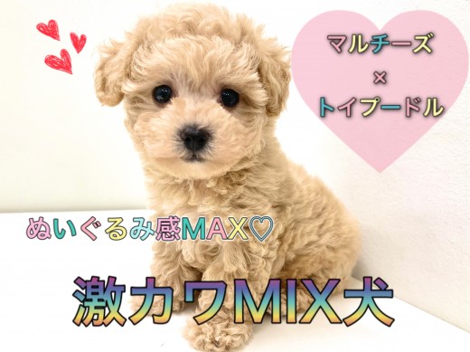 【 MIX 】マルチーズ×トイプードル！ぬいぐるみのような激甘ルックスのマルプー