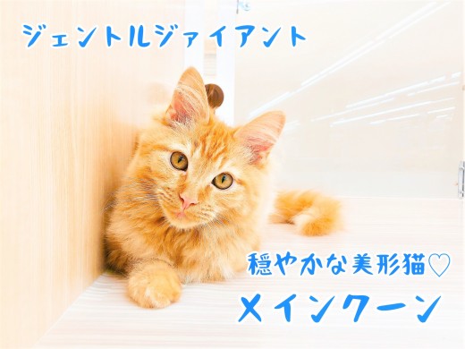 【 メインクーン 】大きな猫好きさん必見！！穏やかな美形猫♪