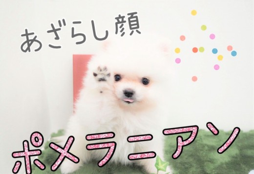 【 ポメラニアン 】たぬき顔の次はアザラシ顔！キュートなポメちゃん登場！